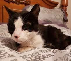 20-year-old senior cat returned for having accidents outside of her litter  box