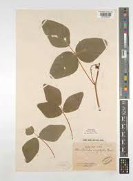 Image result for Adenodolichos