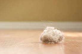 Image result for dust bunny