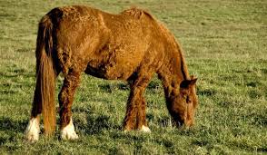 The curly horse is social, curious, and enjoys being around people. Curly Horse Facts Helpful Horse Hints