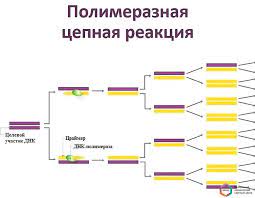 Механизм полимеразной цепной реакции 1.1. Diagnostika Metodom Pcr