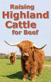 Raising Highland Cattle For Beef Countryside