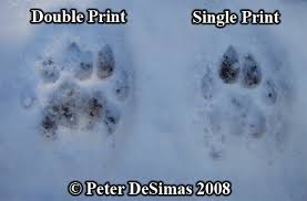 Among the felines, cougar tracks are the largest (greater than 3), about the size of the domestic dog. Animal Tracks Mountain Lion Cougar Puma Concolor