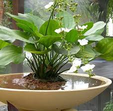 Jenis tanaman hias tahan panas berikutnya adalah euphorbia. Jenis Jenis Tanaman Hias Untuk Mempercantik Pekarangan