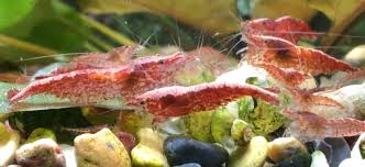 red cherry shrimp mega guide marksshrimptanks com