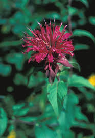 Image result for Monadenium herbaceum