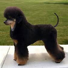 We bought him a few weeks ago but reluctantly due to family reasons sadly have to sell him. The Parti Poodle Club For Parti Phantom Poodle Enthusiasts