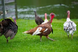Check spelling or type a new query. Poultry Producers Struggle To Profit Because Of Covid 19 Thanksgiving Eater