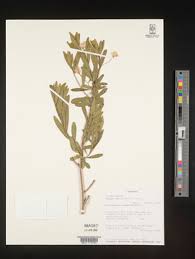 Image result for Gnidia chapmanii