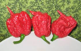 Iguana radioactive atomic pepper sauce so you like it hot, do you? Carolina Reaper Wikipedia