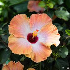 Image result for Hibiscus reekmansii