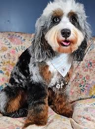 Bernedoodles and Bernese Mountain Dogs