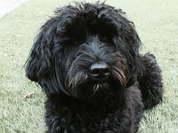 Finley Our Black Labradoodle Black Labradoodle Labradoodle Haircut Black Labradoodle Puppy