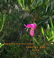 Image result for Geophila erythrocarpa