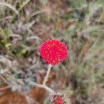 Image result for Kleinia abyssinica