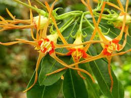 Image result for Oxyanthus pyriformis