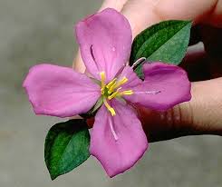 Image result for Heterotis rotundifolia