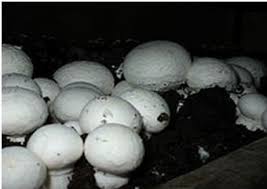 White button mushrooms are delicious and a rich source of minerals among a host of several other health benefits. Mushrooms Infonet Biovision Home