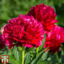 Are peony flowers dangerous to cats. Peony Double Red Thompson Morgan