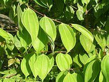 Its leaves are equal as cinnamomum tamala leaves (tamaal). Cinnamon Wikipedia