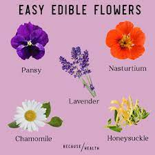 We did not find results for: Grow Your Own Edible Flowers Because Health