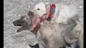 Mxtube Net Akbas Kangali Mp4 3gp Video Mp3 Download Unlimited Videos Download