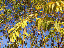 Maybe you would like to learn more about one of these? Ailanthus Altissima Wikipedia