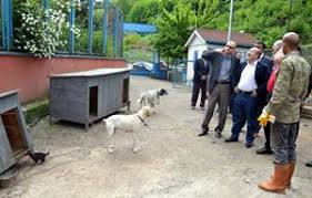 Kopeklere Trabzon Belediyesi Sahip Cikti