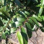 Image result for Hexalobus monopetalus