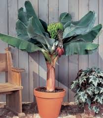 Image result for Musa Cavendish