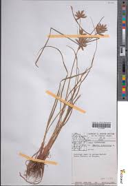 Image result for Cyperus pectinatus