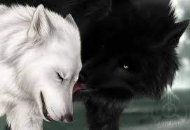 Upload, livestream, and create your own videos, all in hd. White Wolf Google Search Wolf Love Lobo Branco Anime Wolf