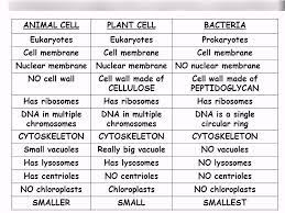 Are plants and animal cells alike? Similarities And Differences Of Prokaryotic Eukaryotic Plant And Animal Cells Diagram Quizlet