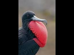 Top 10 Funny Looking Birds Goruntuler Ile Kus Hayvanlar