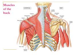 The study involved women who used keyboards for more than seventy five percent of their work. Head Neck Shoulder Back Muscles Ppt Download