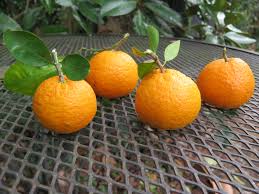 Orange Streusel Coffee Cake