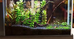 Tips For Planting Aquarium Stem Plants Fish Tank Plants Fish Aquarium Decorations Planted Aquarium
