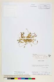 Image result for Coronopus integrifolius