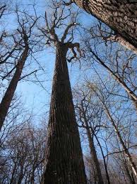 Tallest Native Hardwood Tree In North America Is Located In A National Park Tuliptree Liriodendron Great Smoky National Park Deciduous Trees North America