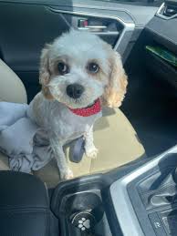 Max looking super cute & handsome after his 1st “official” groom now that  his hair had grown back & was ready to be cut . X