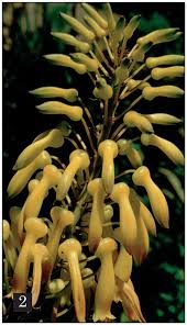 Image result for Aloe wollastonii