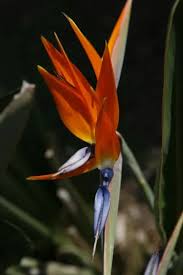 Image result for Strelitziaceae