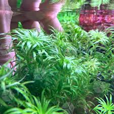 Image result for Syngonanthus angolensis