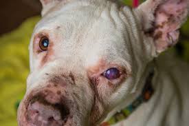 Adopt, buy & sell pets chennai with vivastreet free classified ads now. It Takes A Village No Kill Rescue The Greatness Of A Nation And Its Moral Progress Can Be Judged By The Way Its Animals Are Treated Mahatma Gandhi