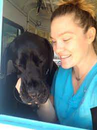 (11 days ago) recent review: Mobile Pet Grooming In Rancho Santa Fe 92067 And 92091 Awesome Doggies Mobile Pet Grooming