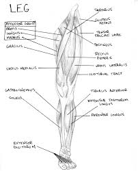 The leg muscles diagram, will point out if the issue is with any tissue or with the bone. Leg Muscles Diagram Free Large Images