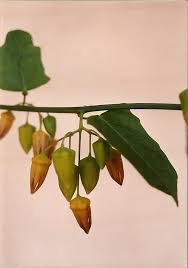 Image result for Adenia rumicifolia