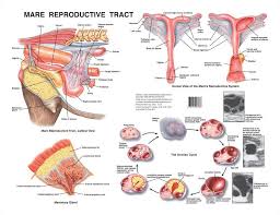 Mare Reproductive Tract Chart Reproductive System Equines Anatomy