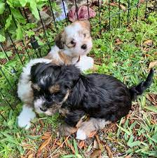 Check spelling or type a new query. Maggies Pups Venture Outdoors Carneys Havanese Haven