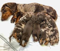 We couldn't help but share these best black dog names. 340 Baby Dachshund Ideas Dachshund Dachshund Love Weenie Dogs